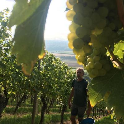 Weinlese 2021 15